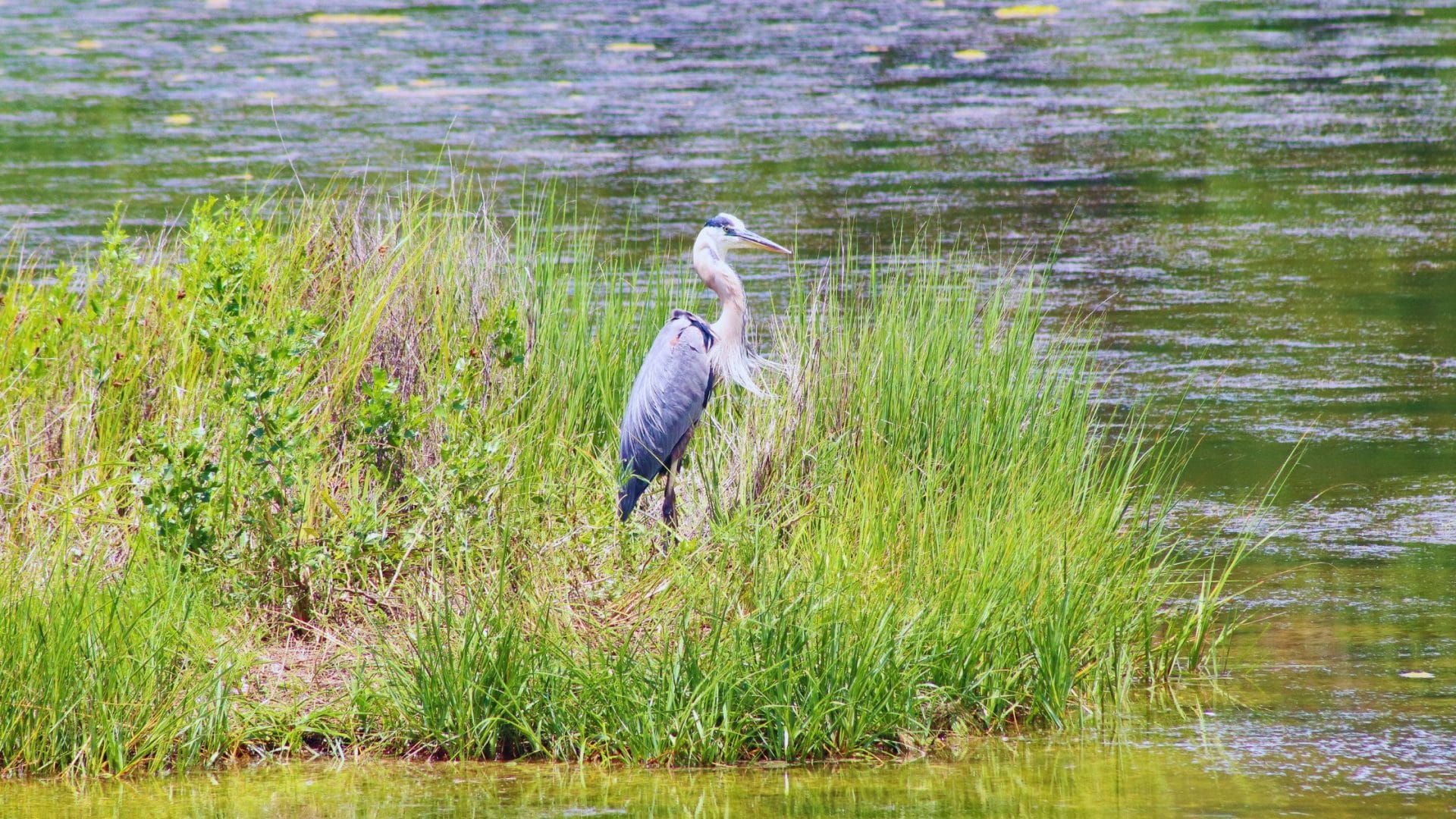 Favorite Hidden Gems in the Grand Strand :Serene Marsh at Huntington Beach State Park